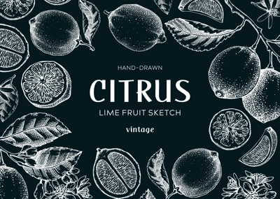 Lime fruit frame. Botanical design template. Citrus fruit sketches. Exotic plants banner. Hand drawn vector illustration. NOT AI generated